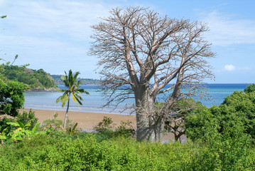Baobab tree on a beach on Mayotte island