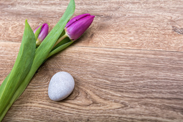Violet tulips on a wooden background