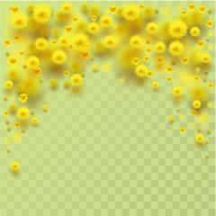 Yellow fluffy mimosa flowers fall