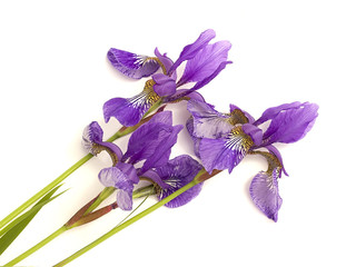 blue iris on a white background
