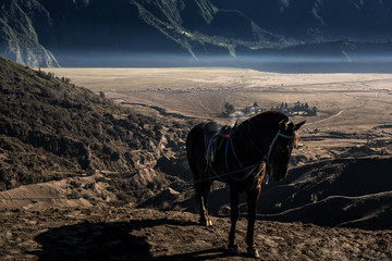 Horse service on Mt. Bromo crater, Indonesia