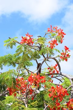 Jacaranda mimosifolia, Palisanderholzbaum aus der Familie der Trompetenbaumgew&auml;chse(lateinisch Bignoniaceae) aus S&uuml;damerika, Gro&szlig;aufnahme der Bl&uuml;ten