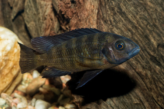 Portrait of cichlid fish (Pseudotropheus crabro)