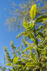 Close-up green bird-cherry branch with unopened buds in spring.