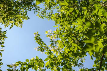 Spring background. Branches of blossom bird-cherry tree and blue