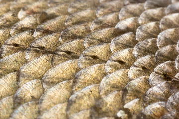 Scales and lateral line of bream