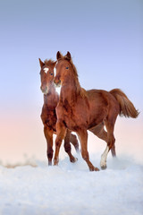 Two red horse run gallop in snow field at sunset
