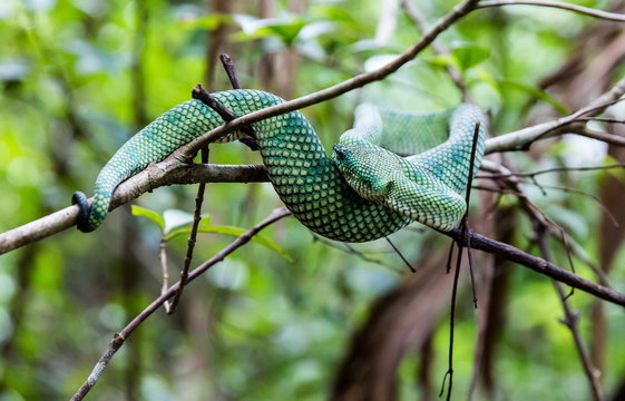 vipera