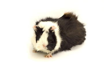 colored guinea pig on a white background