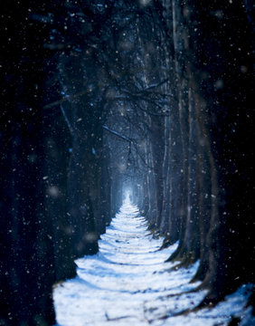Fototapeta Snowy winter treeline scenery