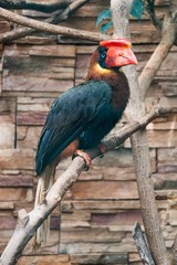 A Walden's hornbill also known as rufous-headed hornbill at a zoo © YK