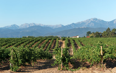 Fototapeta na wymiar Vignoble de Corse en plaine orientale