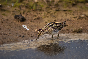 Beccaccino (Gallinago gallinago) nello stagno