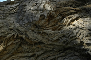 textured wood bark with spooky face green man