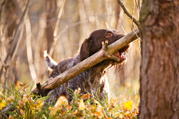 Dog chews on a stick drathaar in the autumn forest