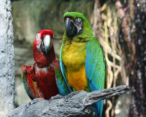 Parrots at Texas Moody Gardens