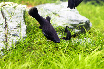 Black molly