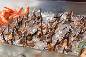 conch on ice
