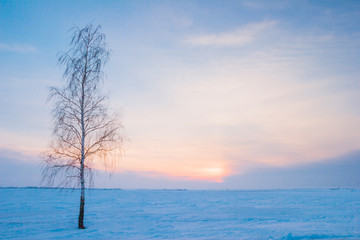 Fototapeta na wymiar Alone birch and sunset