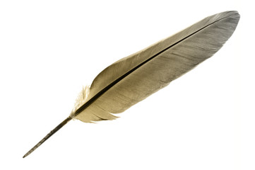 Single feather in brown isolated on a white background