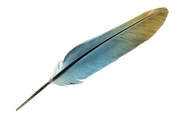 Single feather in turquoise isolated on a white background © Shy Radar