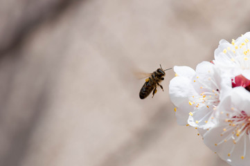 Abricotier en fleurs et abeille butineuse.