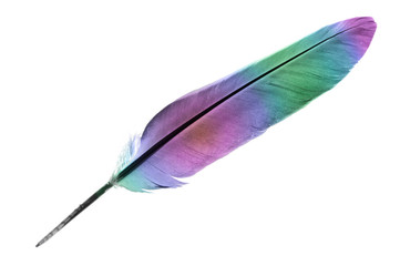 Single feather in rainbow colours isolated on a white background