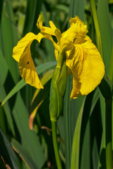 Iris  palustre (Iris pseudacorus) - fiore