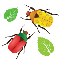 beetles and green leaves on white background, vector illustration