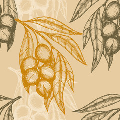 Seamless pattern based on engraving illustration of macadamia branches with nuts and leaves. Vector illustration