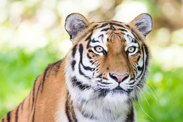 Portrait of a siberian tiger