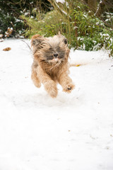 Tibetan terrier dog running and jumping in the snow.