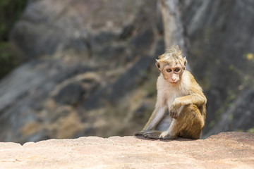 Löwenfelsen Sigiriya