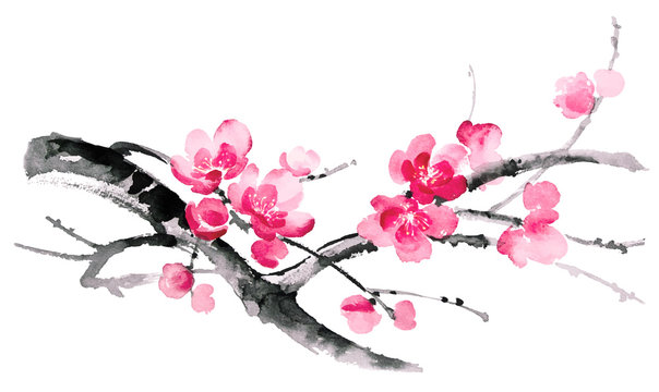 Ink illustration of blooming branches of cherry. Sumi-e, u-sin, gohua painting style. Silhouette made up of brush strokes isolated on white background.
