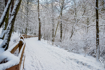 Leśna zimowa ścieżka