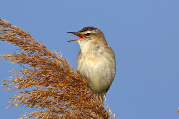 Schilfrohrsänger