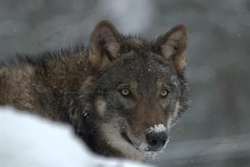 Wolf im Schnee