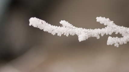 Frozen tree branch
