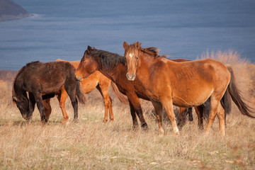 Herd of wild horses on the field