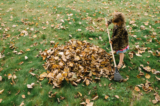 Young girl collecting autumnal leaves 