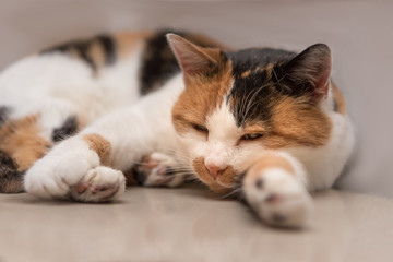 niedliche Katze liegt enspannt 