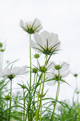 white cosmos with white sky background in the park.