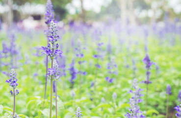 Obraz premium lavender flower in lavender fields