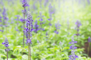 lavender flower in lavender fields
