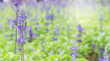 lavender flower in lavender fields
