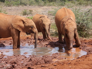 A group of young elephants playing in the mud at elephant orphan