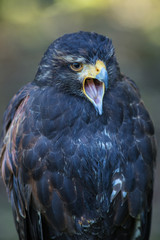 Steppenadler