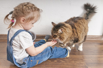 Little girl feeds the domestic cat - 133804150