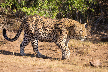 Fototapeta na wymiar Stalking Female Leopard in Kruger National Park, South Africa