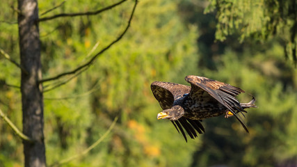 Junger Weißkopfseeadler im Flug